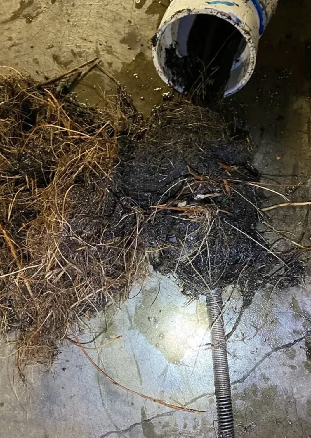 Large mass of tree roots removed from a sewer line